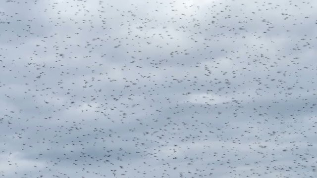 Slow motion black midge bug insect swarm overcast sky