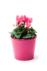 Cyclamen  flower in a flowerpot isolated on white