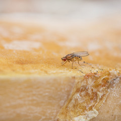 single fruit fly on the wild nature