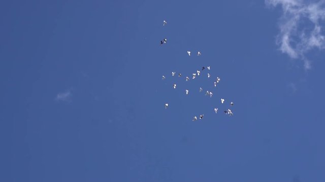 Flock of pigeons fly in the blue sky. Slow motion shot