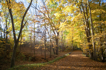 Fall Nature Path Trail in Woods