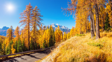 Magical yellow larches. Location place Dolomiti Alps, Cortina d'Ampezzo, Italy, Europe.