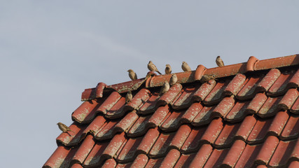 sparrows sitting on house rooftop