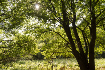rays of light trough tree in nature