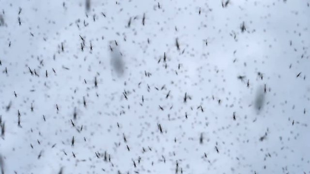 Black midge bugs slow motion insect swarm