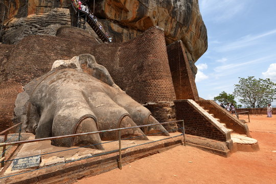 LöwentatzeBilder StockFotos & Videos. Adobe Stock