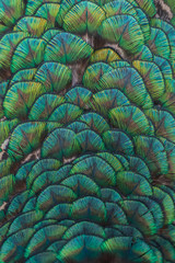 Turqoise ornament peacock close up feathers