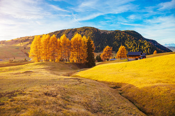 Lovely  yellow larches in sunlight. Location place Dolomiti, Compaccio village, Alpe di Siusi, Province of Bolzano - South Tyrol, Italy, Europe.