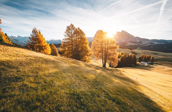 Lovely  yellow larches in sunlight. Location place Dolomiti, Compaccio village, Alpe di Siusi, Province of Bolzano - South Tyrol, Italy, Europe.