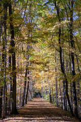 Forest Path with Jogger