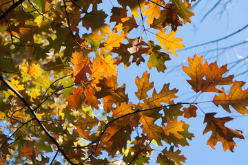 Naklejka na ściany i meble Fall Leaves in The Sky