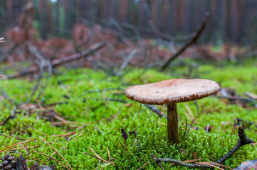 Red mushrooms on green litter