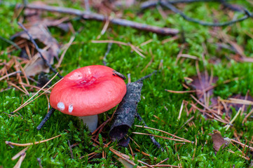 Red mushrooms on green litter