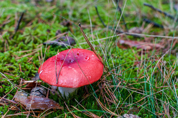 Red mushrooms on green litter