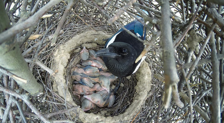 Pica pica. The nest of the Magpie