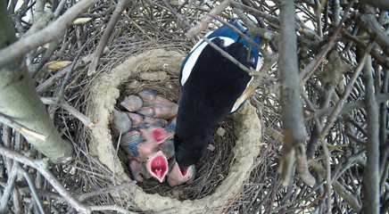 Pica pica. The nest of the Magpie