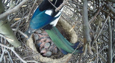 Pica pica. The nest of the Magpie