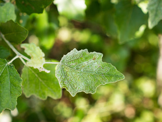 top view of leaf showing leaf miner damage