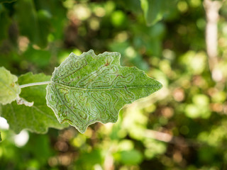 leaf miners