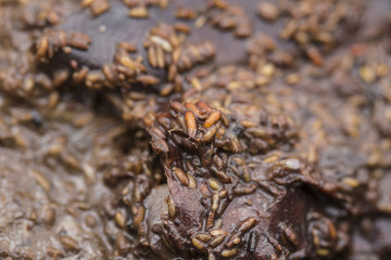 cocoon fruitfly on the wild nature