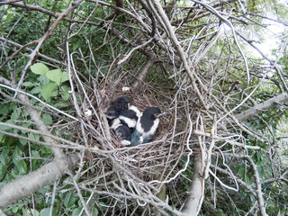 Pica pica. The nest of the Magpie