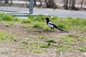 Magpie (Pica pica).