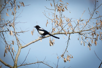 Magpie (Pica pica).