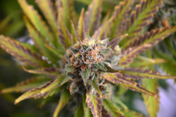 Naklejka na ściany i meble Macro detail of cannabis flower (Ruassian Doll marijuana strain) with visible hairs and leaves on late flowering stage