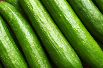 Many green fresh cucumbers as background