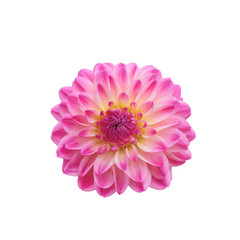  pink yellow striped head of a dahlia flower