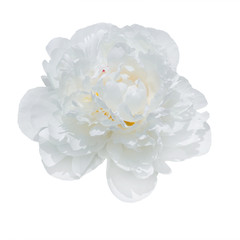 Fototapeta premium pale peonies isolated on white background