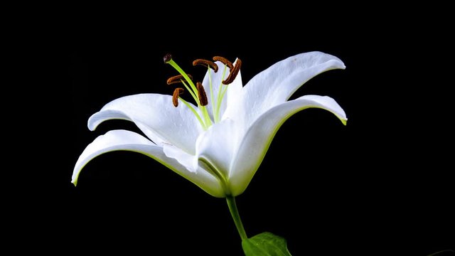 Time Lapse - Single White Lily Flower Blooming - 4K