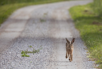 Hare running on a gravel road.
