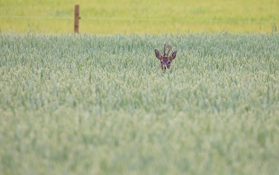 Roe deer (Capreolus capreolus), Sweden.