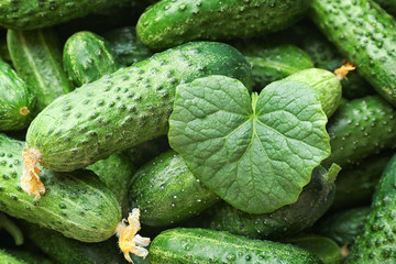 Many green fresh cucumbers as background