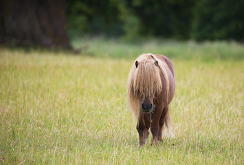 A lonely little pony horse on pasture.