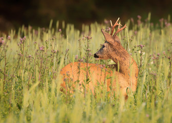 Roe deer (Capreolus capreolus)