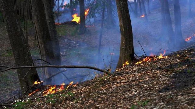 Fire in forest destroys nature - (4K)