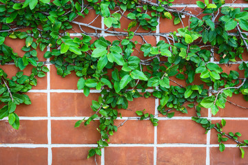 Fototapeta na wymiar wall with Ivy.