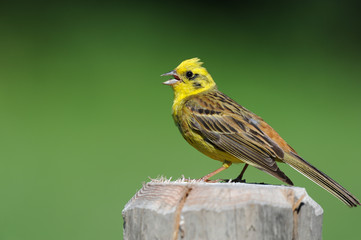 Yellowhammer sitting on a post and singing