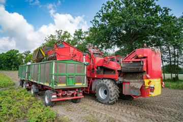 Fototapeta premium Kartoffelernte, moderner Kartoffelroder beim Entladen der Kartoffeln auf Anhänger