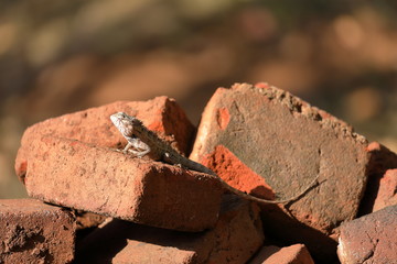 Eidechsen und Reptilien in Sri Lanka