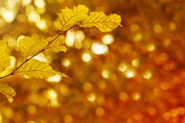 Autumnal background with yellow leaves.