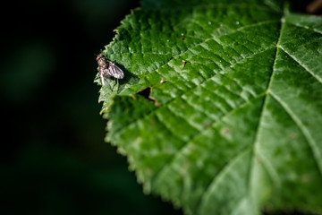 Fly on a leaf