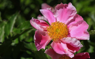 Fototapeta premium Pivoine