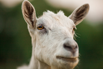 beautiful photo of goat's portrait