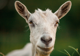 beautiful photo of goat's portrait