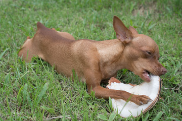 Cute ginger little dog eating coconut on the grass