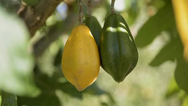 Frutales