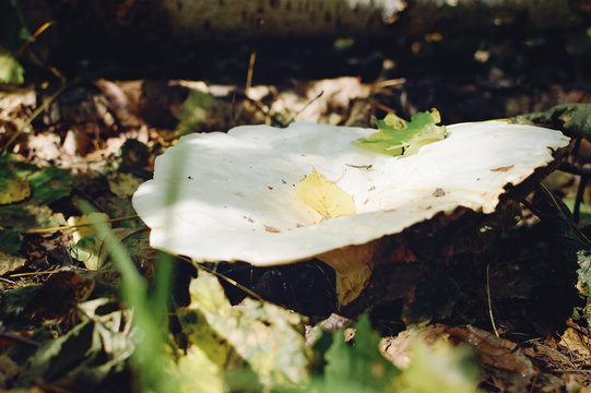 Lactarius pubescens mushroom. Picking mushrooms in the autumn forest.
